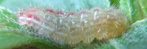 Larvae